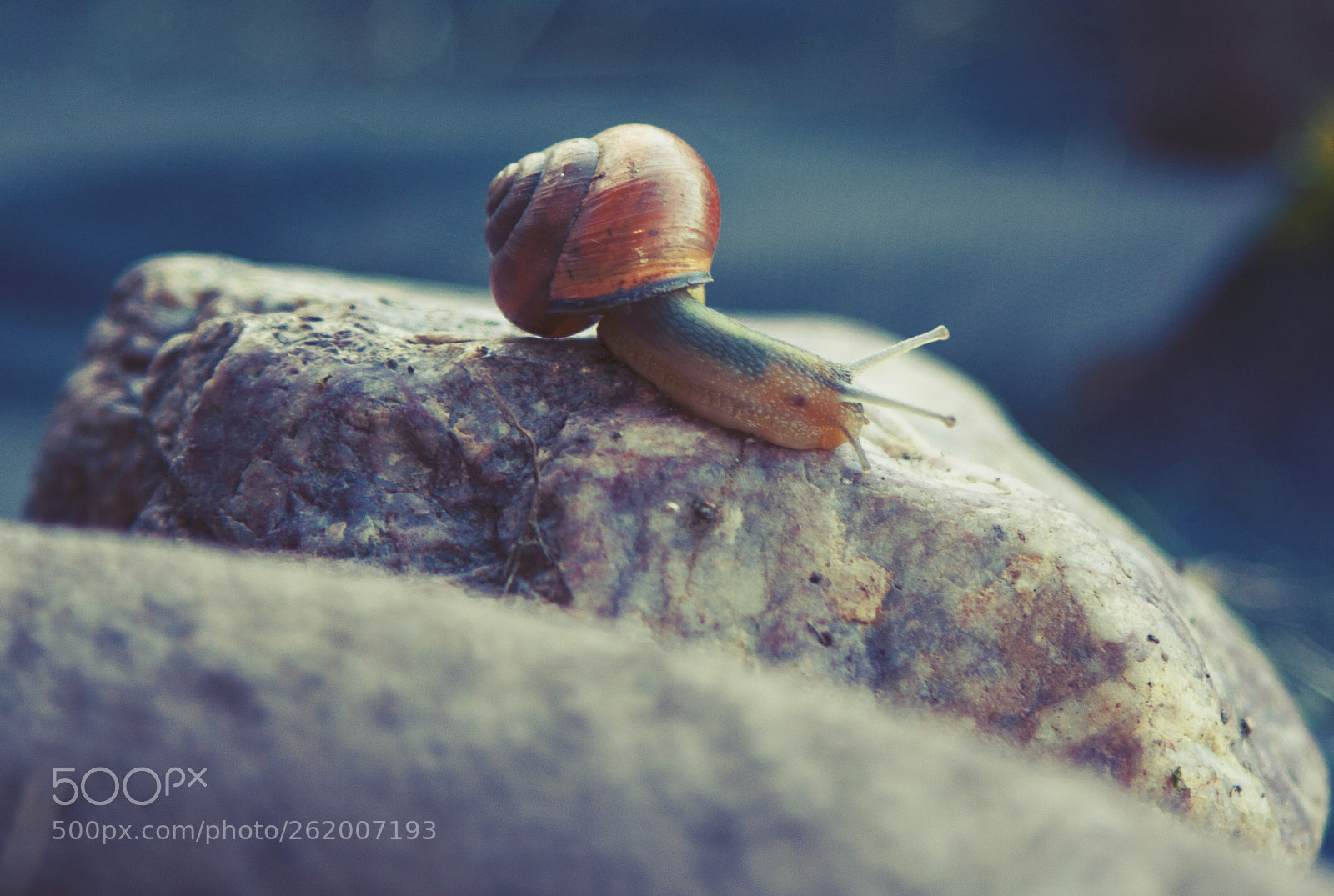 Canon EOS 450D (EOS Rebel XSi / EOS Kiss X2) sample photo. The snail in my photography