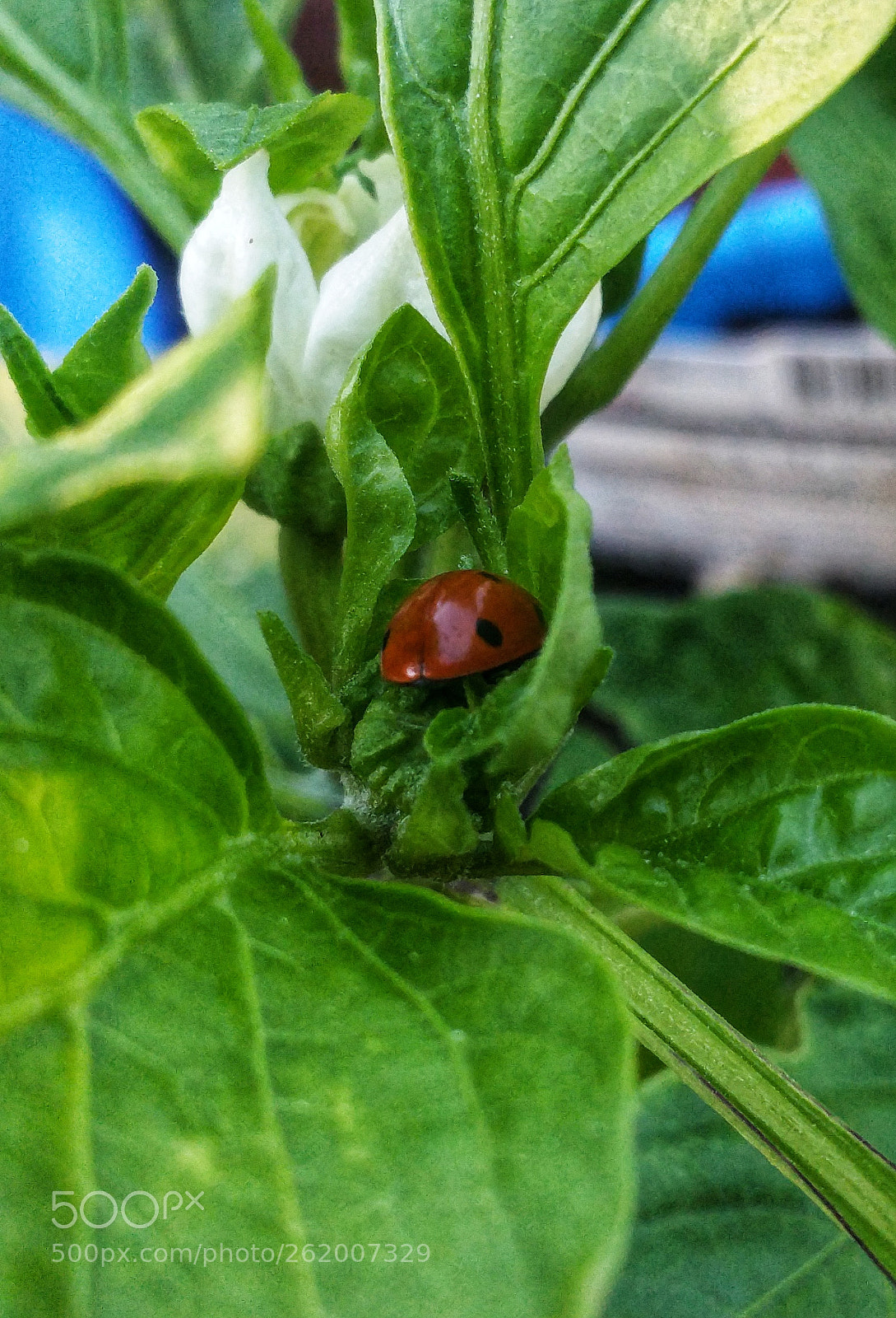 Samsung Galaxy Note4 sample photo. Ladybug ladybug photography