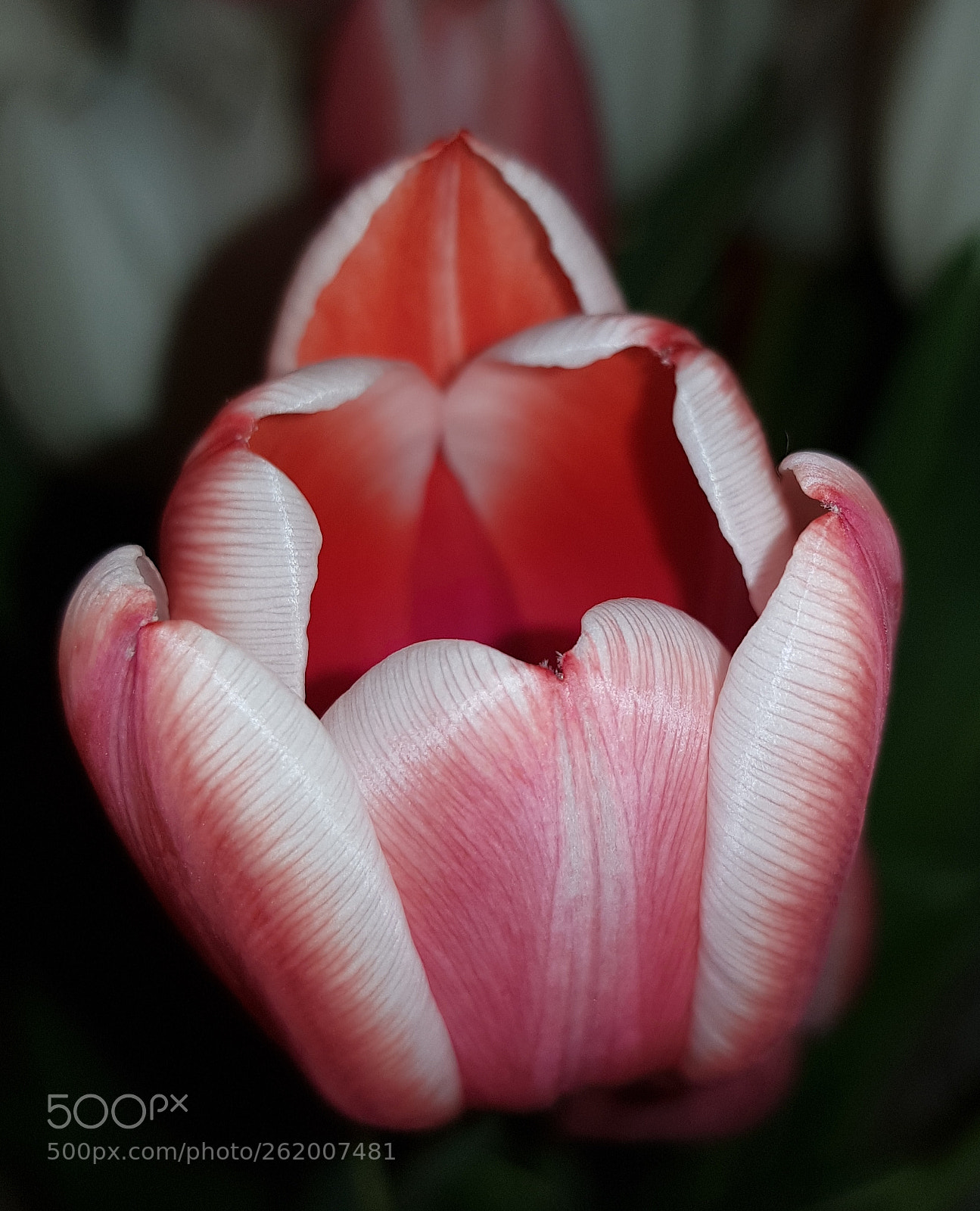 Samsung Galaxy S8+ sample photo. Tulip photography