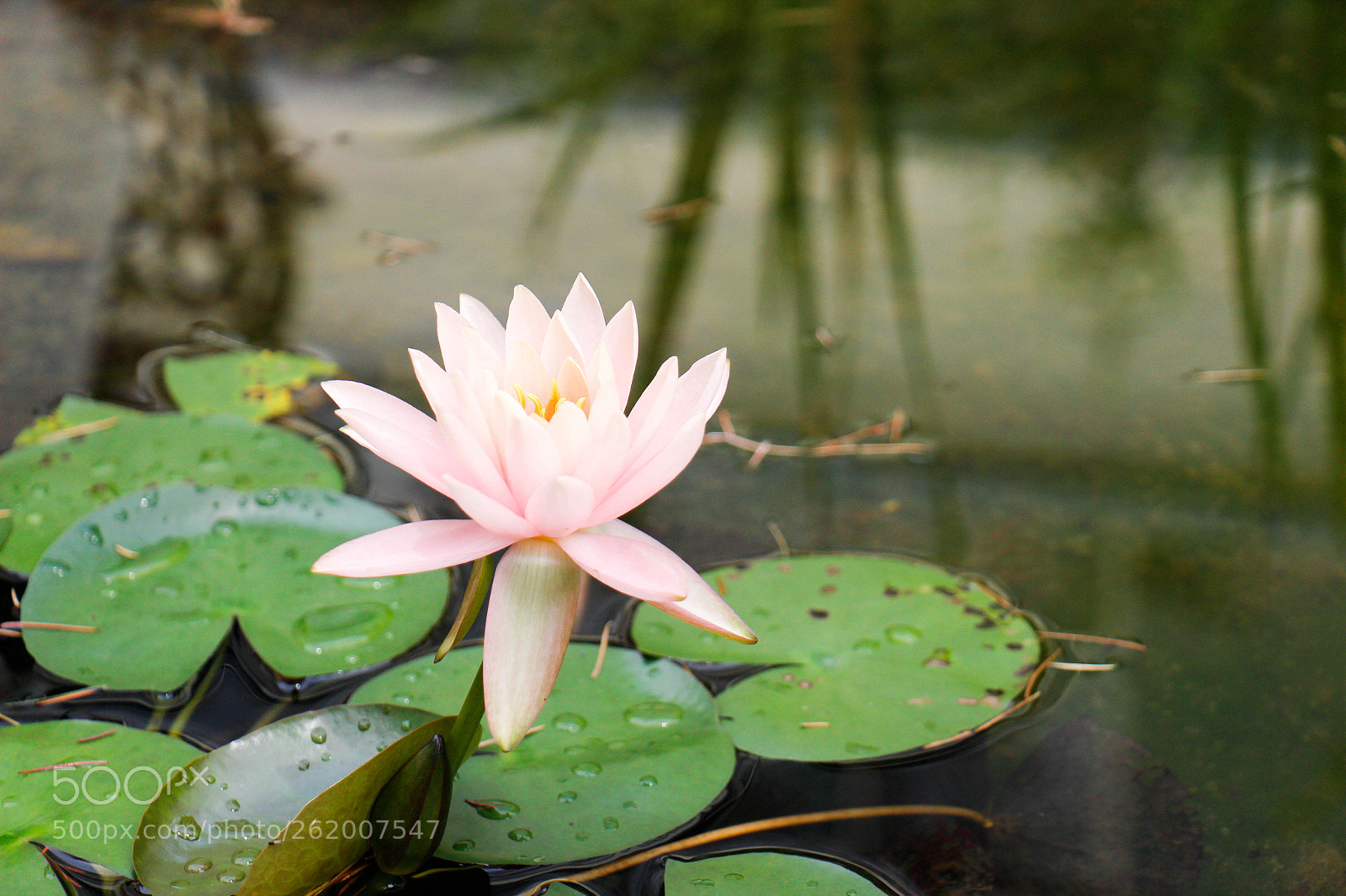 Canon EOS 700D (EOS Rebel T5i / EOS Kiss X7i) sample photo. Water lily photography