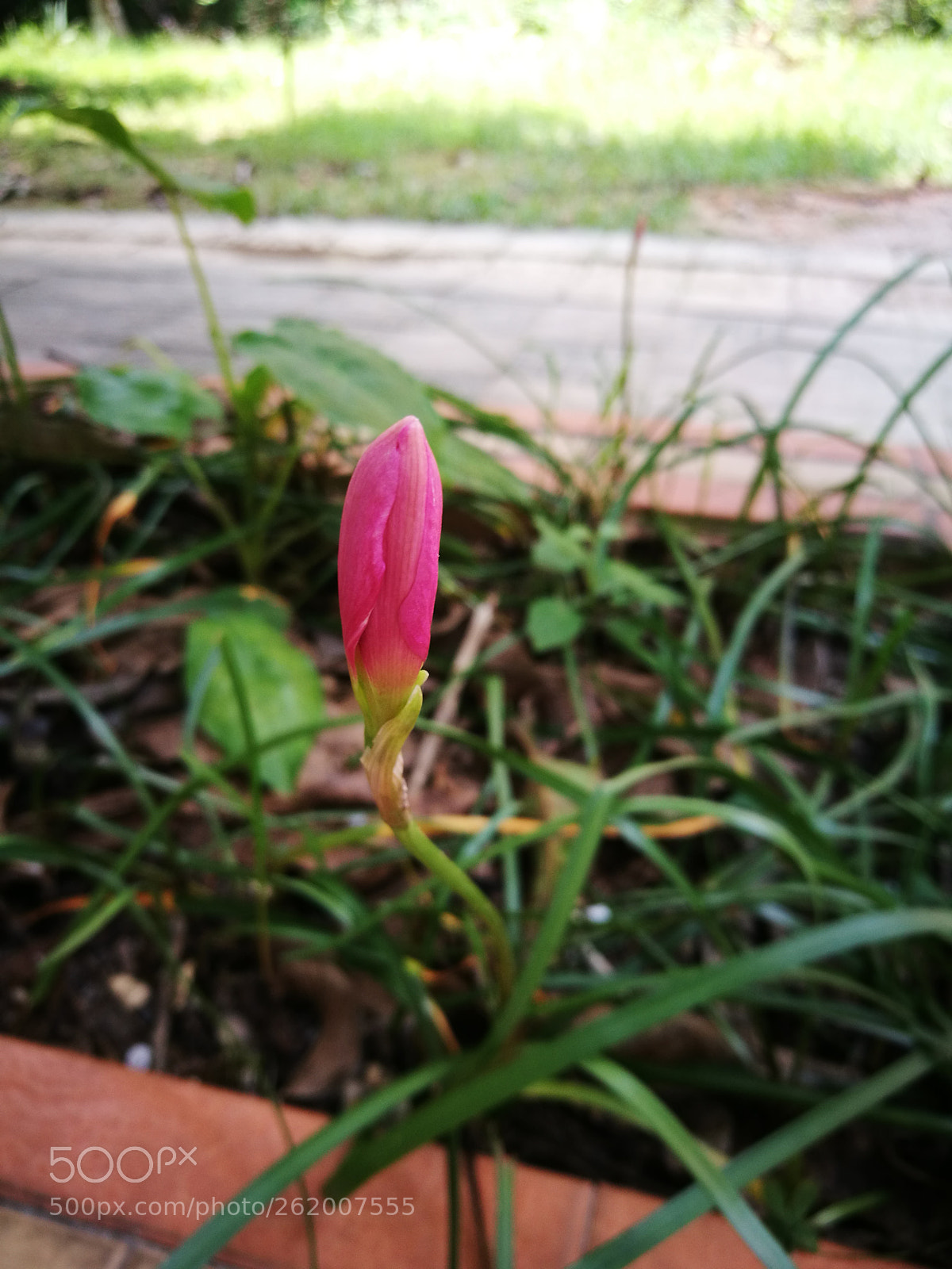 HUAWEI P9 sample photo. Midday photography