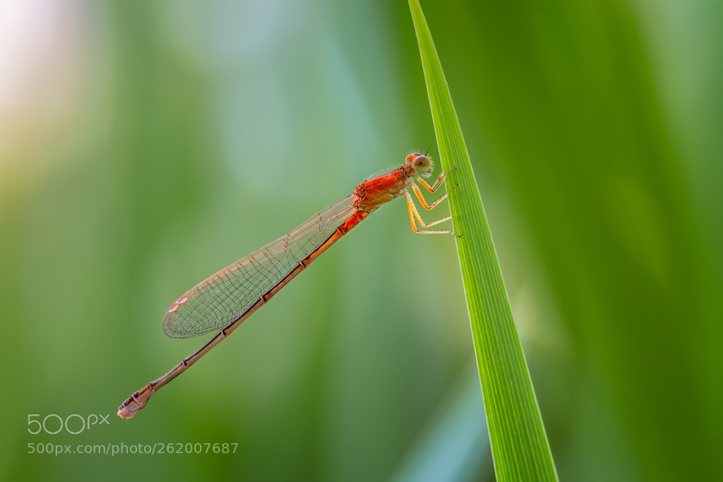 Canon EOS 70D sample photo. Red photography
