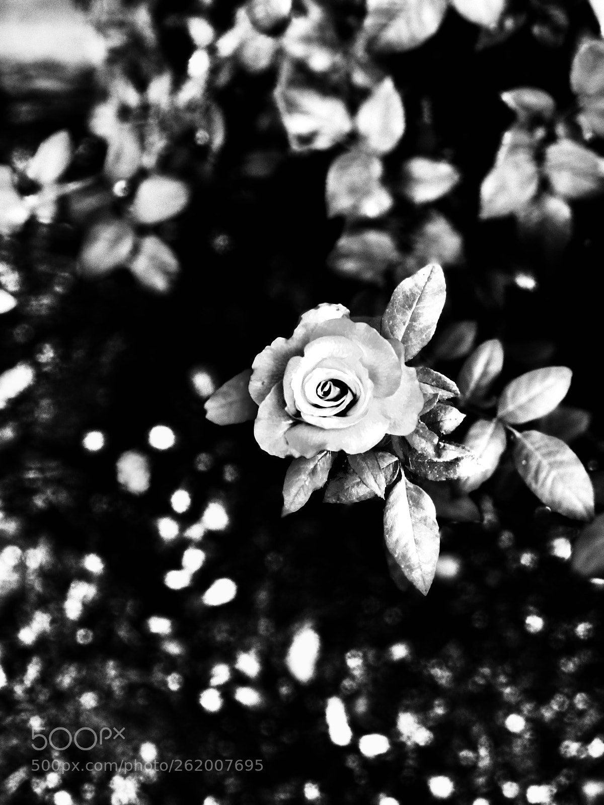 Apple iPhone 8 Plus sample photo. Black & white rose photography