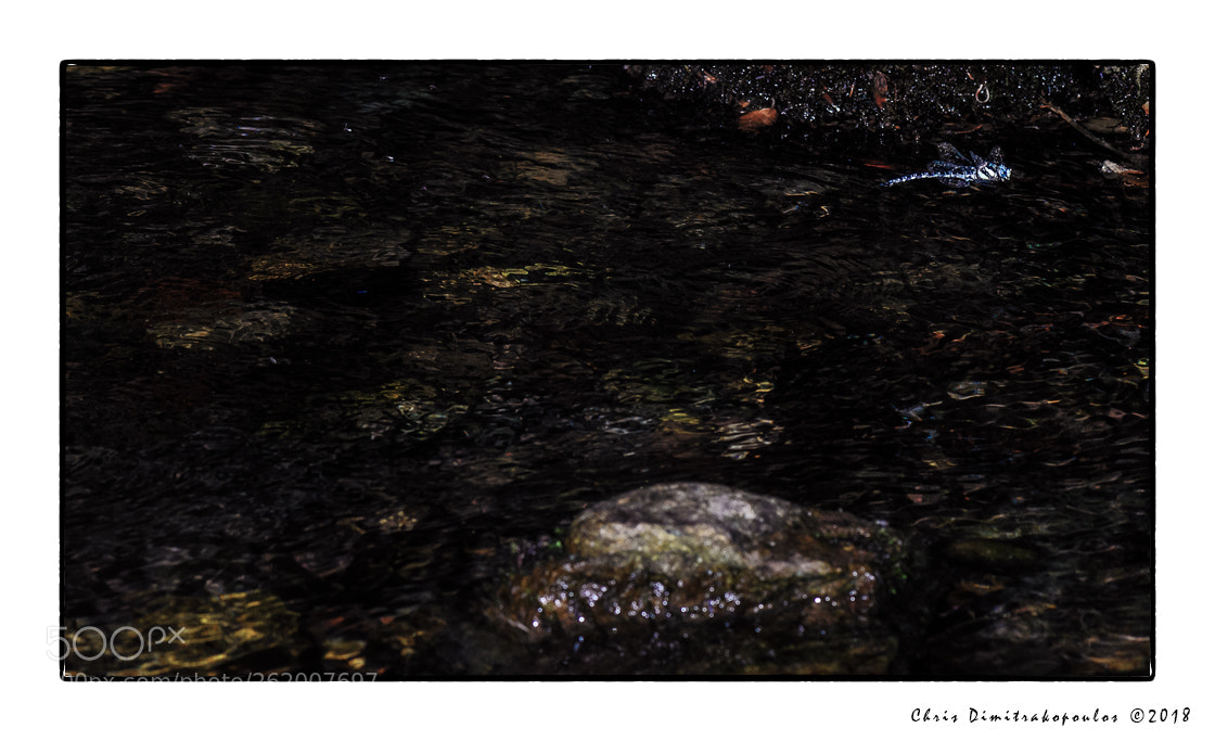 Nikon D7000 sample photo. One flew over the photography