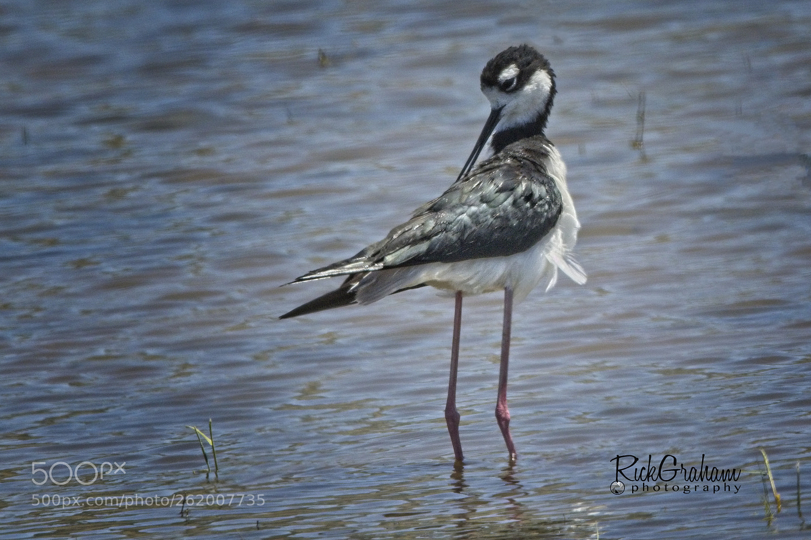 Canon EOS 80D sample photo. Black-necked stilt photography