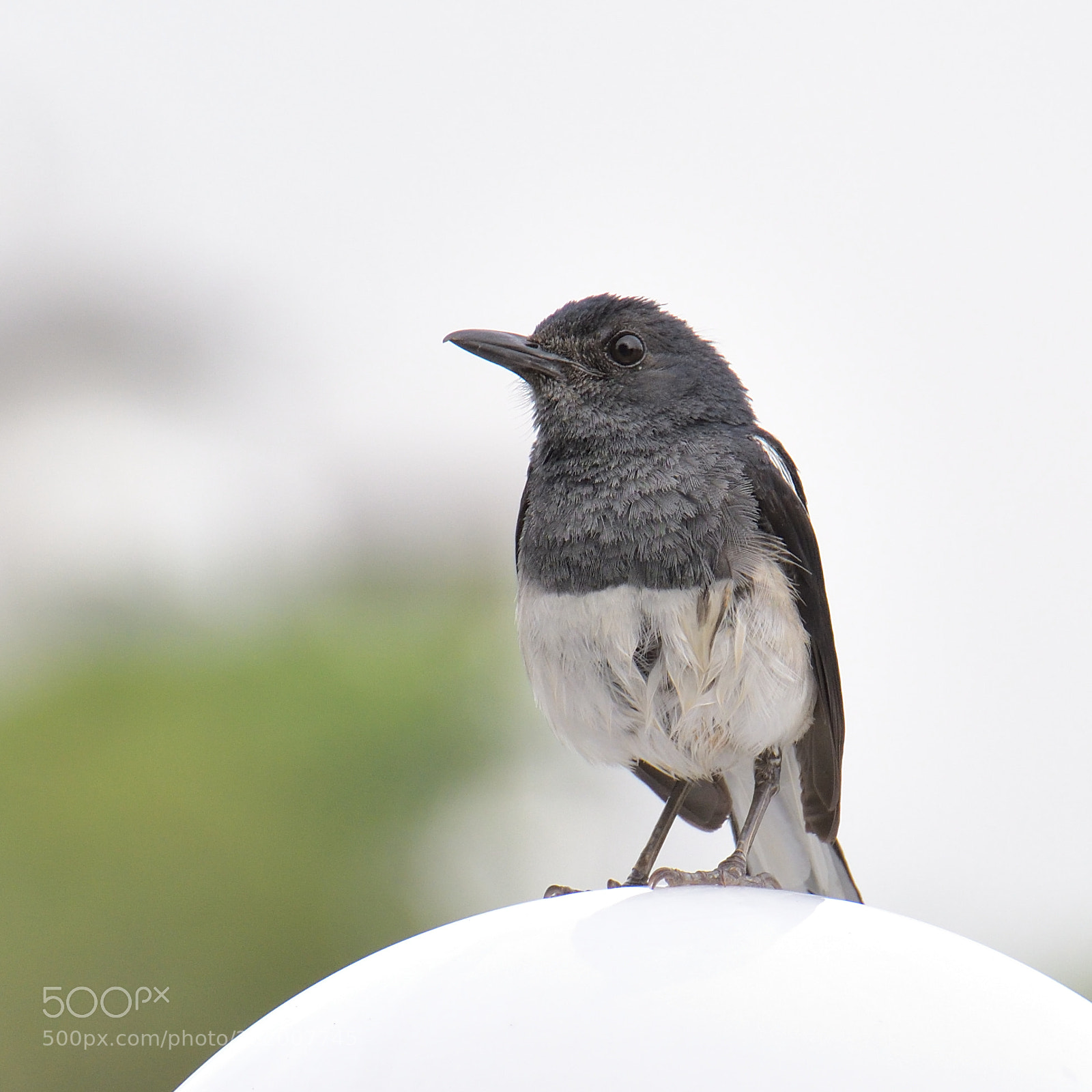 Nikon D500 sample photo. Oriental magpie robin photography