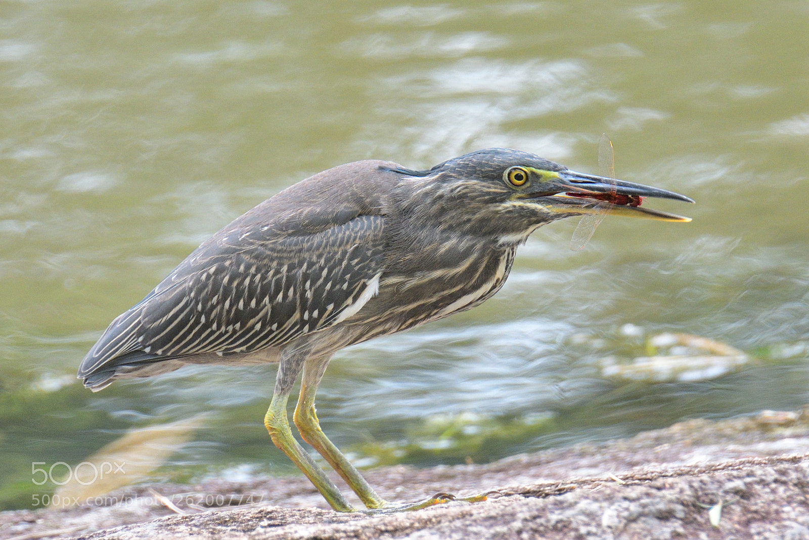 Nikon D500 sample photo. Striated heron photography
