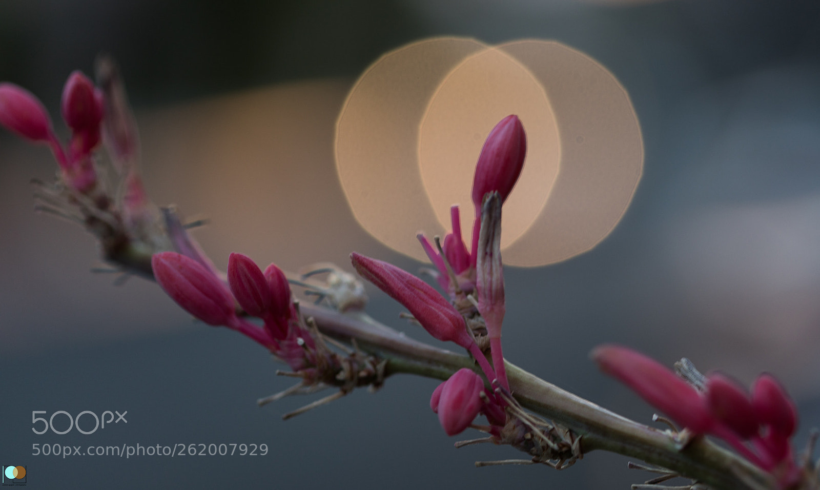 Canon EOS 5D Mark IV sample photo. Playing with light photography