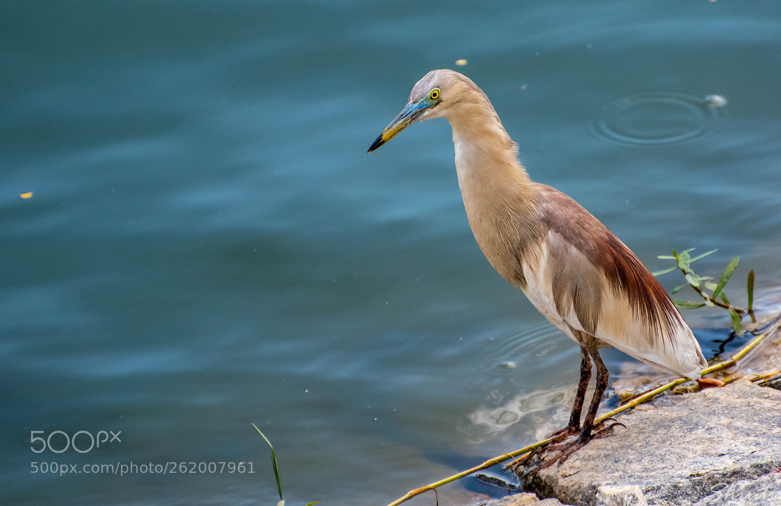 Nikon D5500 sample photo. Pond heron photography