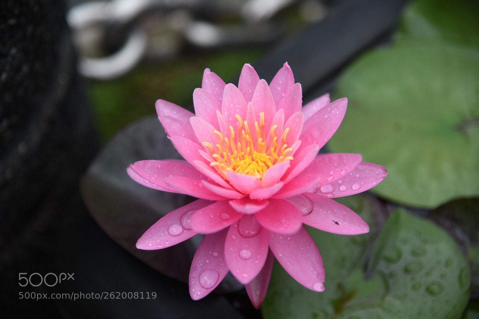 Nikon D750 sample photo. Taiwan/taipei (180613) photography