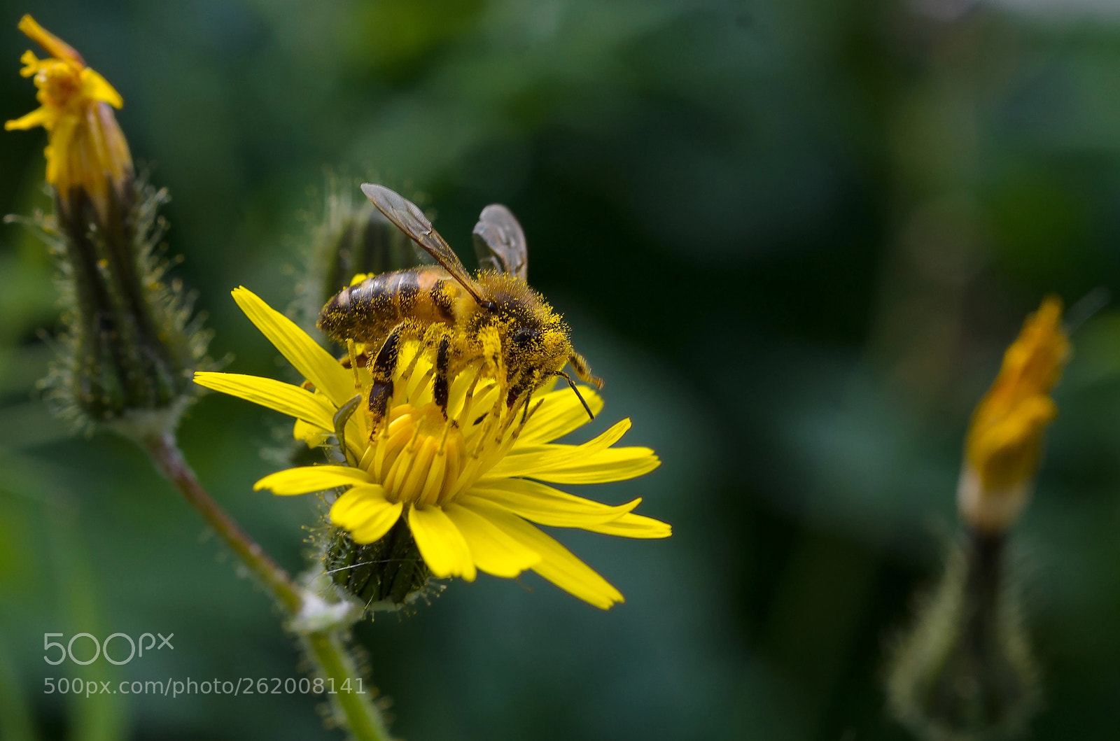 Nikon D7000 sample photo. Honey bee photography