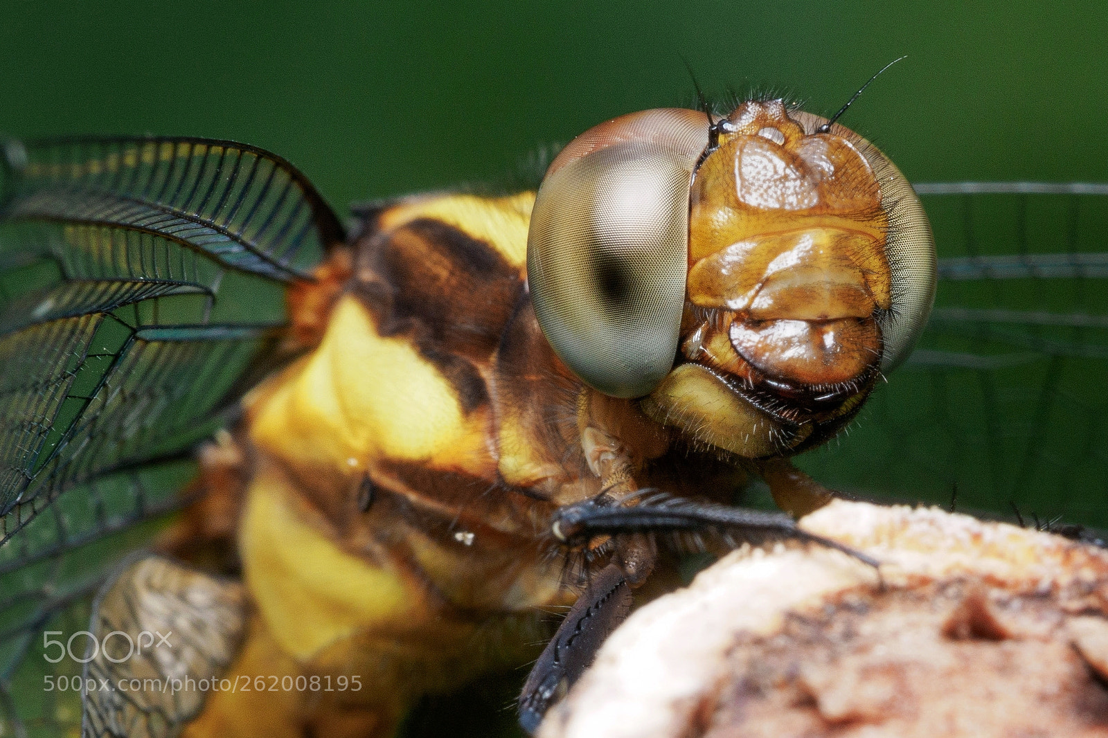 Olympus PEN-F sample photo. Dragonfly's eye photography