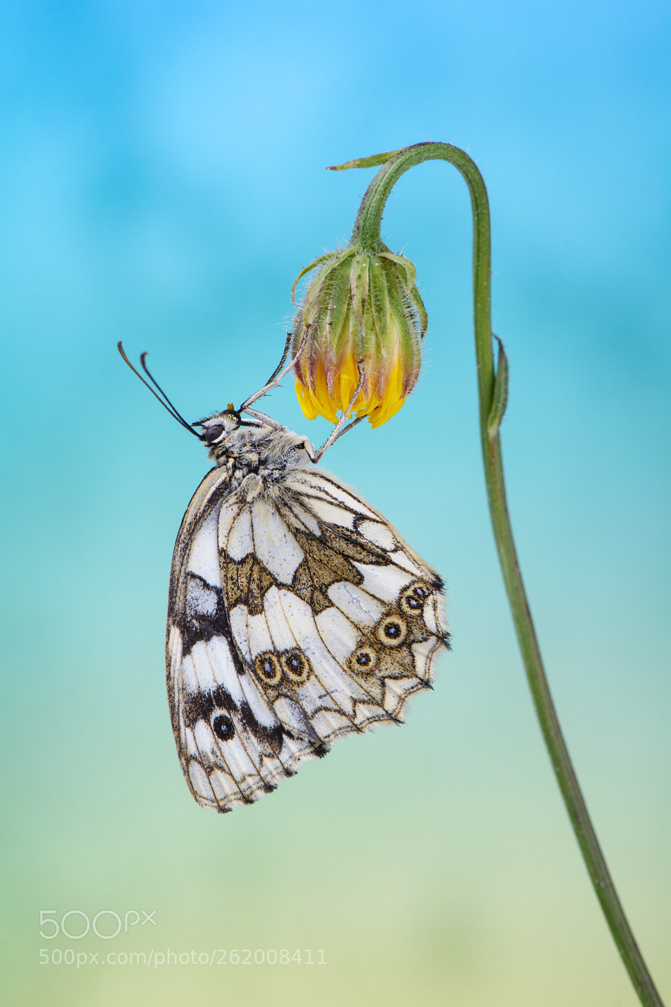 Nikon D7100 sample photo. Melenargia galathea photography