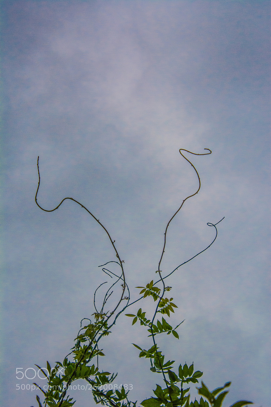 Nikon D7100 sample photo. Tangled 13.6.2018 photography