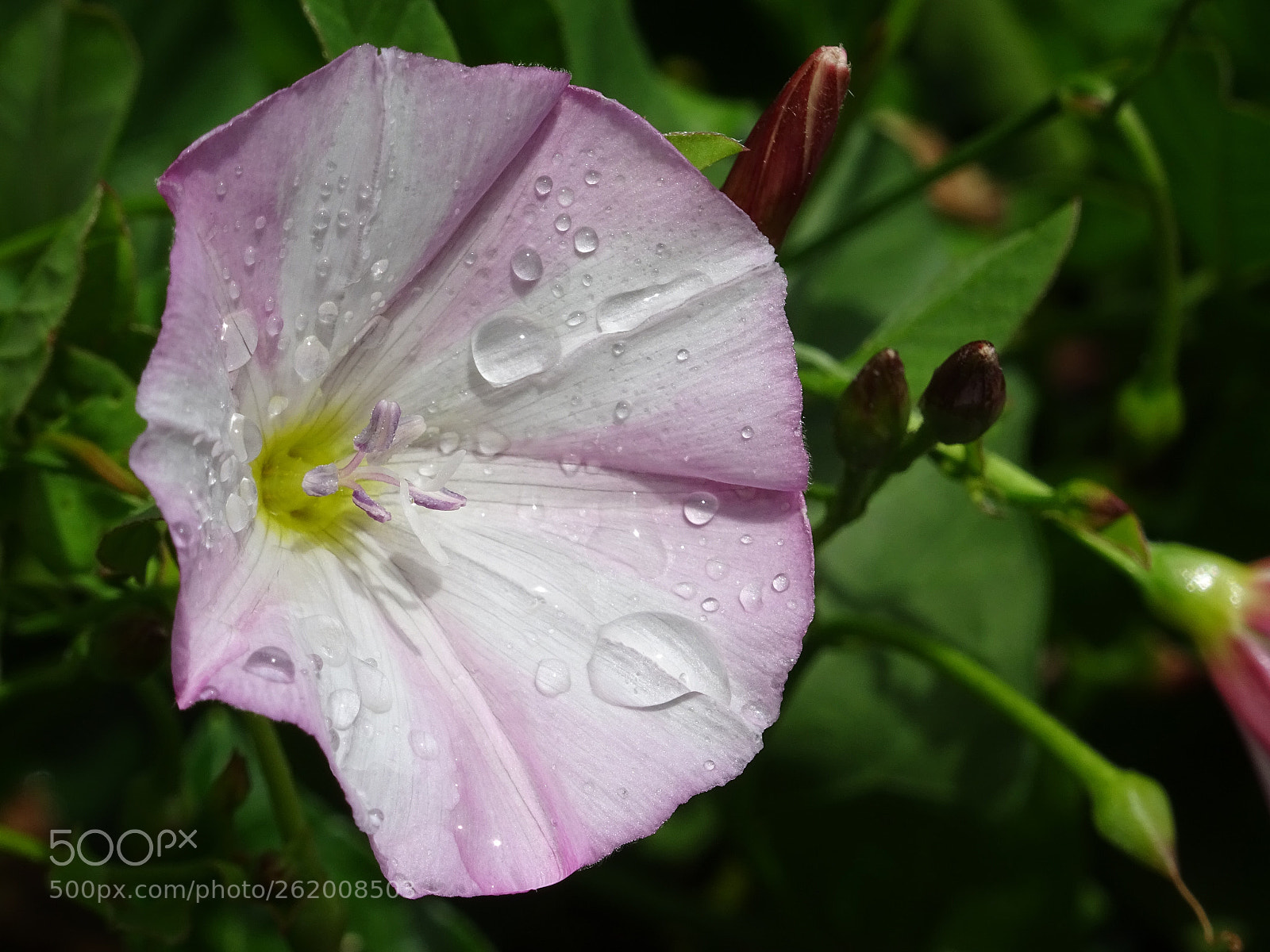 Sony DSC-HX60V sample photo. Raindrops photography