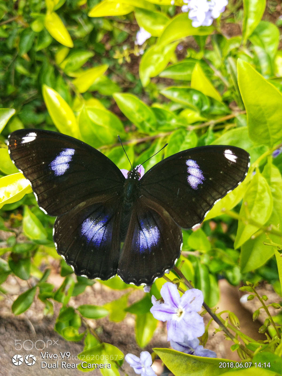 vivo V9 6GB sample photo. Common eggfly butterfly photography