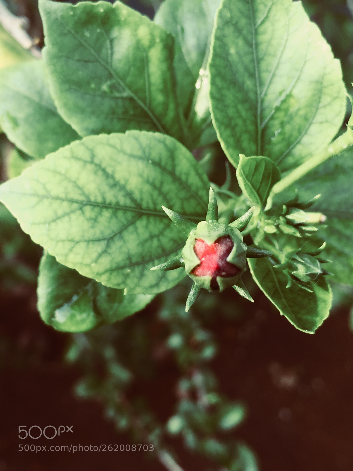 Apple iPhone 6 sample photo. Green  photography