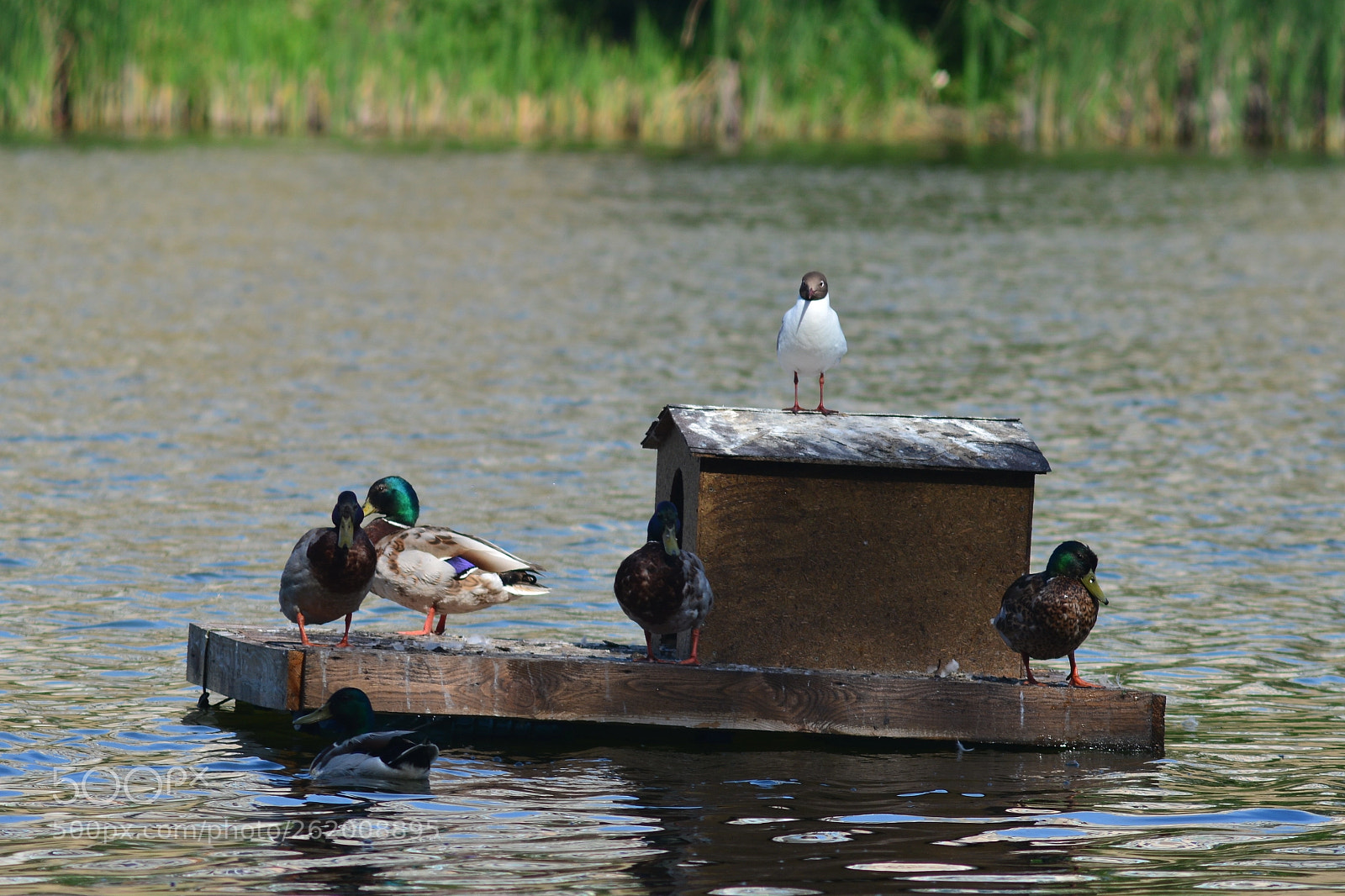 AF Zoom-Nikkor 70-210mm f/4 sample photo. Утки на озере photography