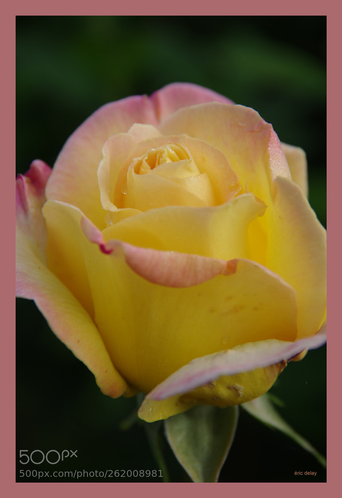 Pentax K-3 sample photo. Rose photography