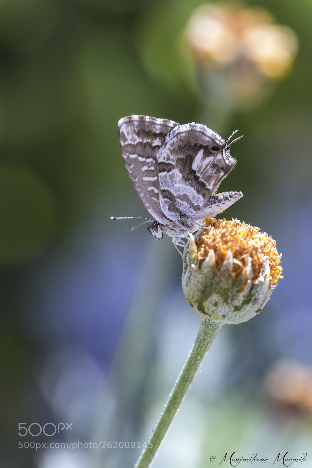 Canon EOS 6D sample photo. Butterfly 7 photography