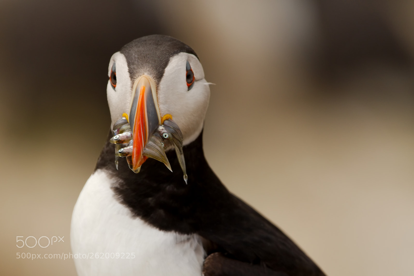 Nikon D7500 sample photo. Puffin photography
