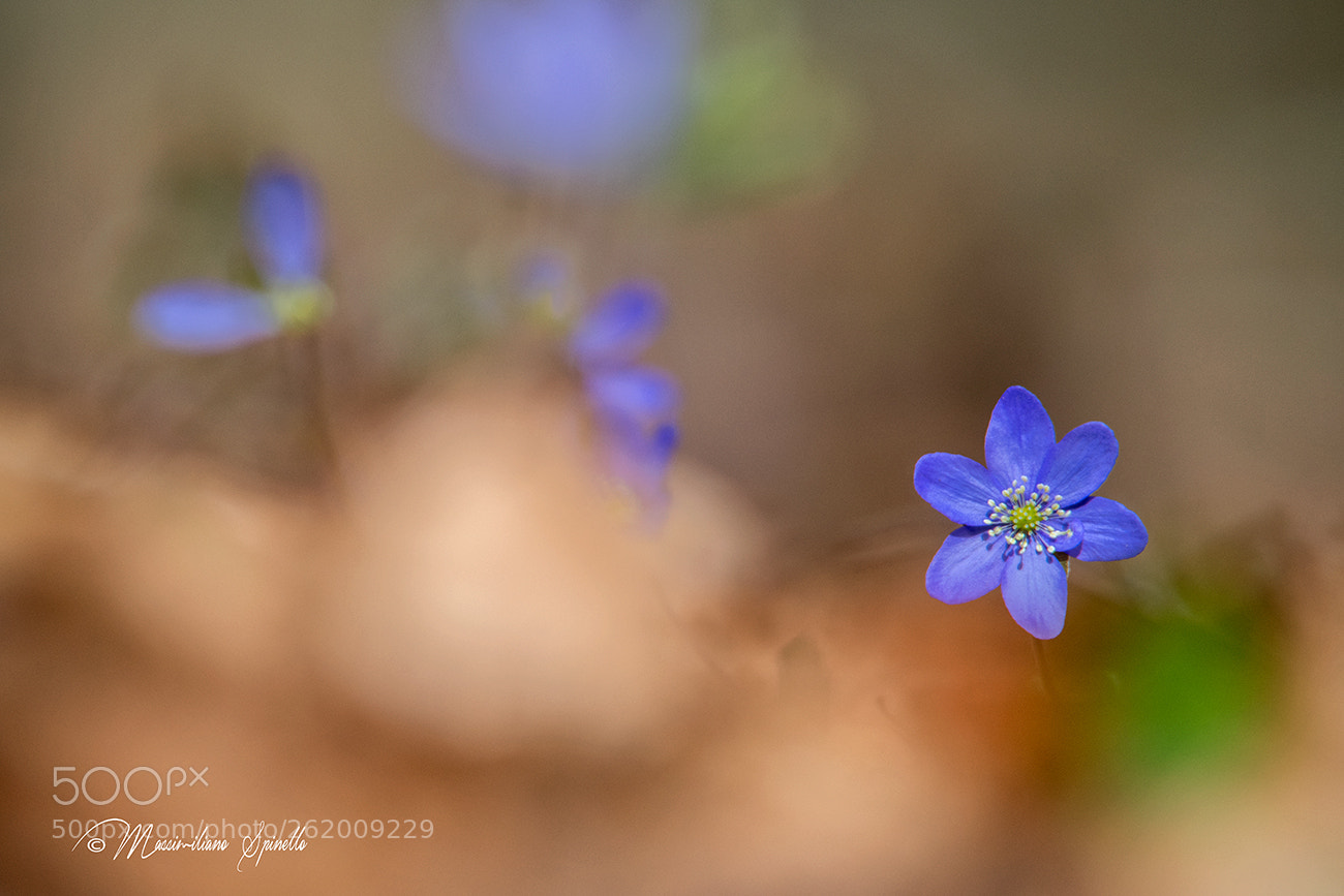 Nikon D850 sample photo. Hepatica nobilis photography