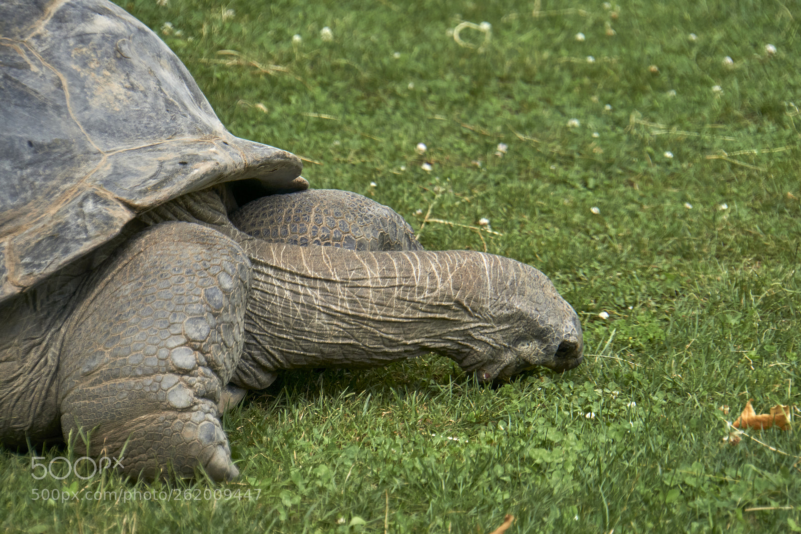Sony a6000 sample photo. Schildkröte photography