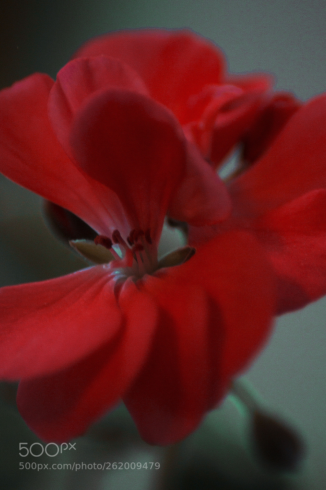 Canon EOS 600D (Rebel EOS T3i / EOS Kiss X5) sample photo. Untitled photography