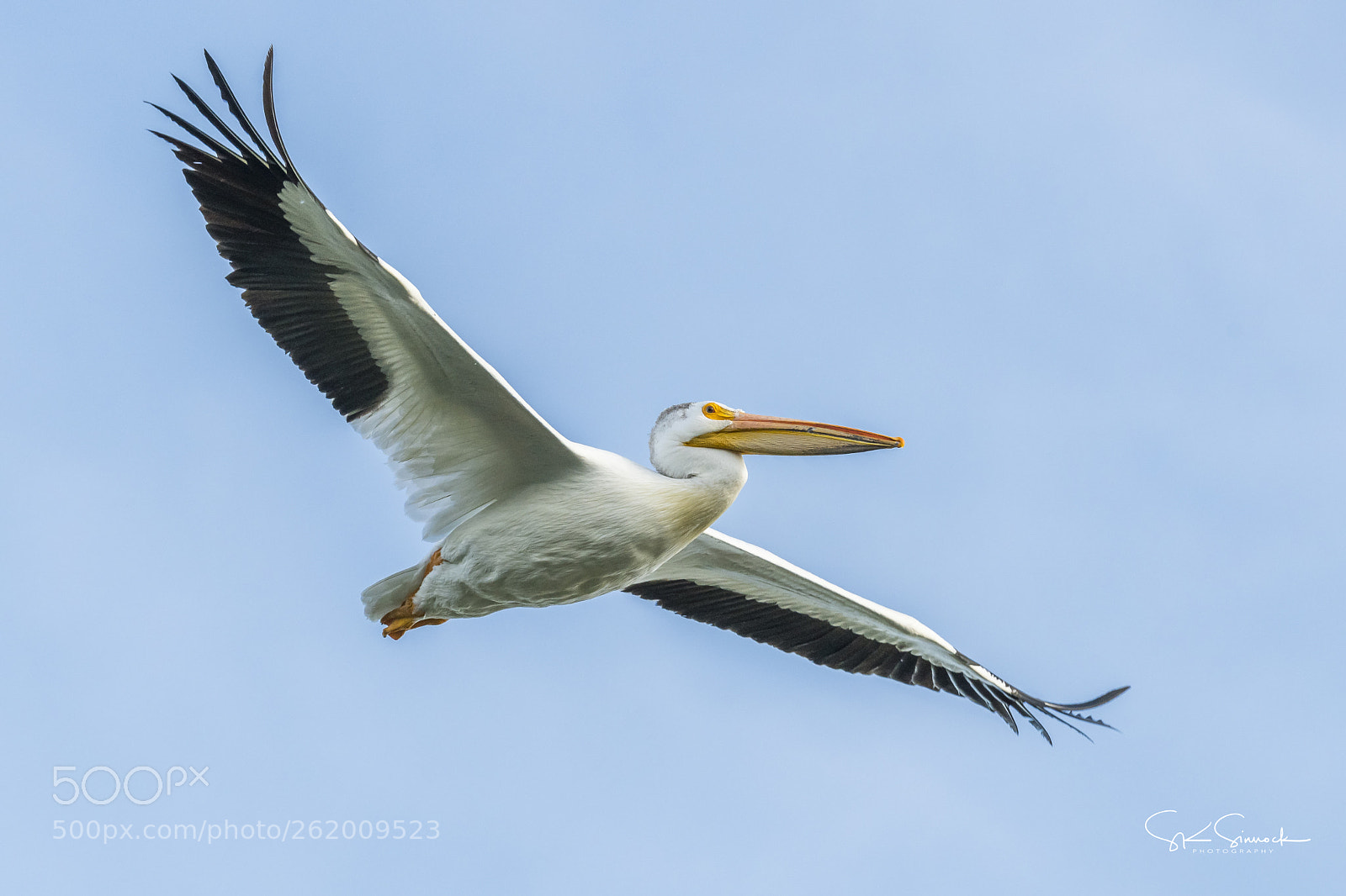 Nikon D850 sample photo. Sacramento river pelican photography