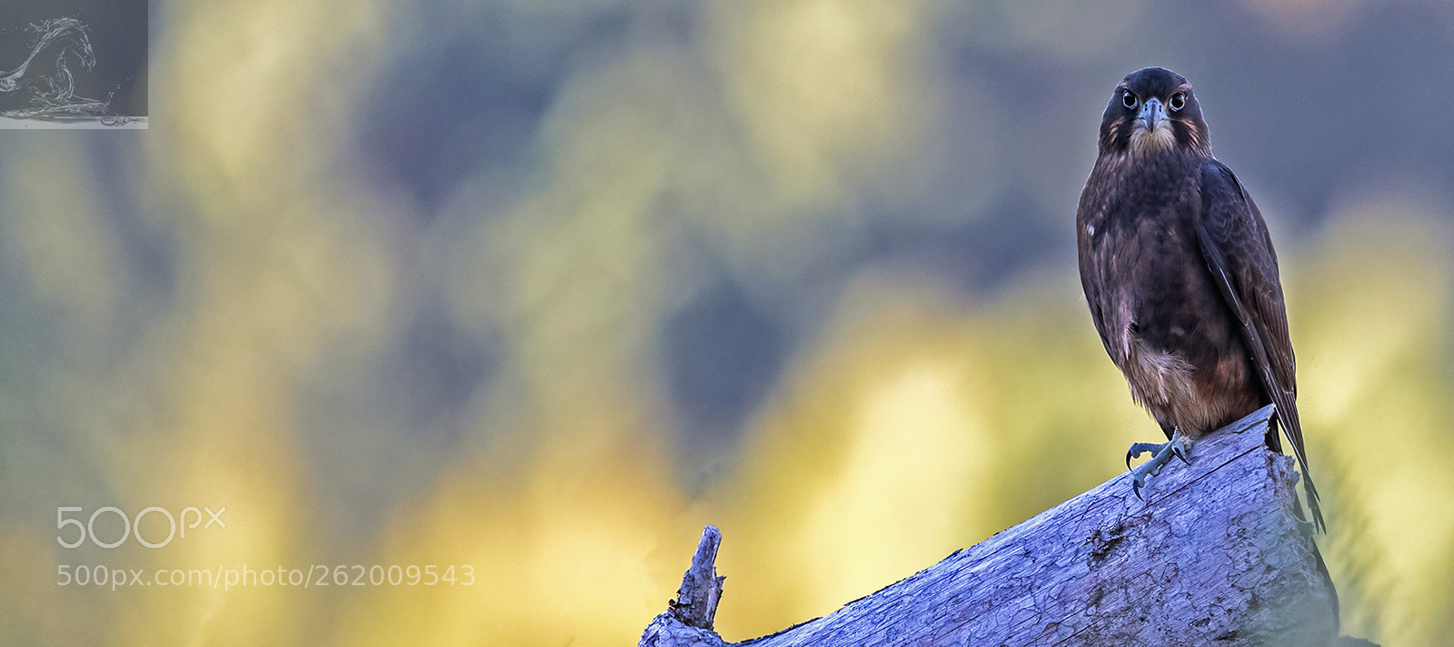 Canon EOS 7D Mark II sample photo. Kārearea 175 photography