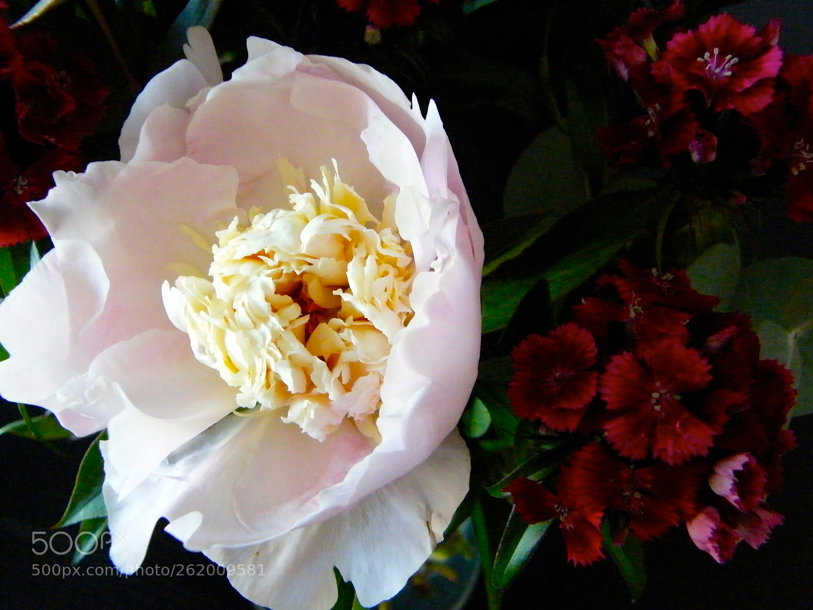 Fujifilm FinePix S8000fd sample photo. Flower in blossom photography