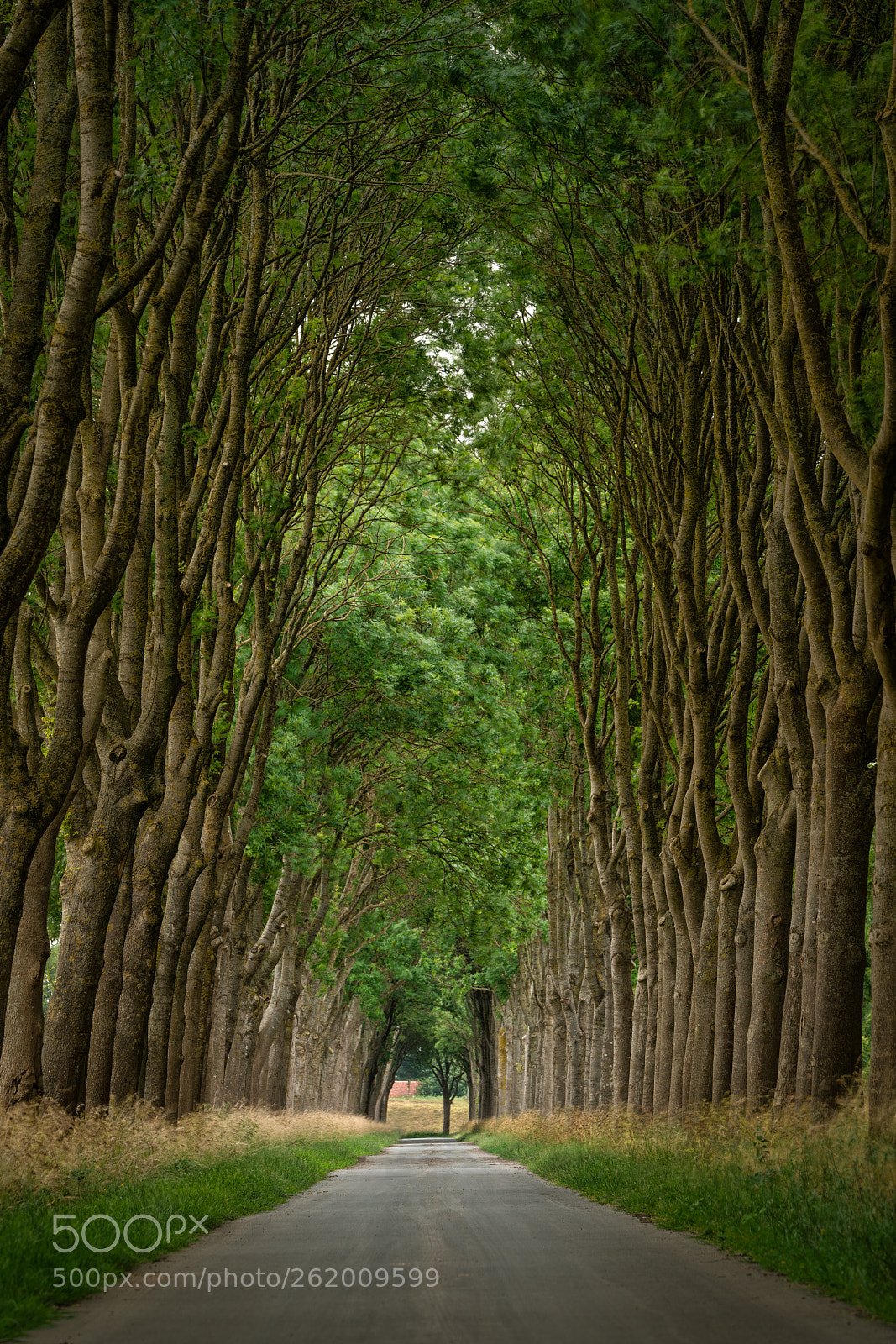 Sony a7R III sample photo. A nice lane in photography