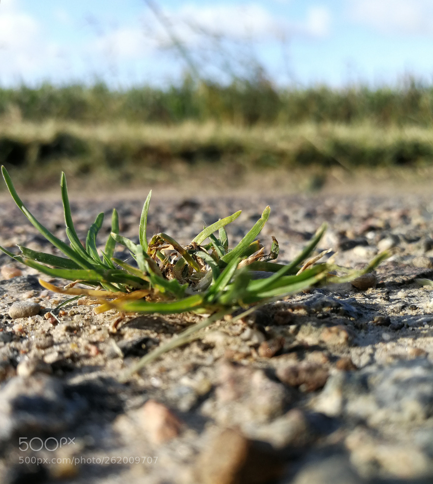 HUAWEI P10 sample photo. Untitled photography