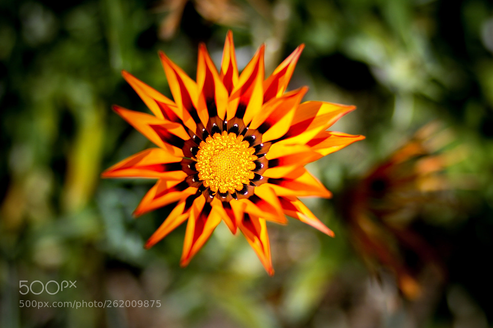 Canon EOS 7D sample photo. Img photography