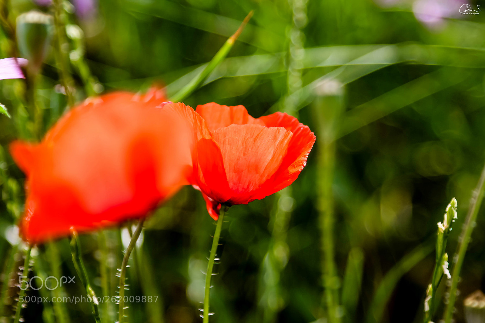 Canon EOS 70D sample photo. Red poppy photography