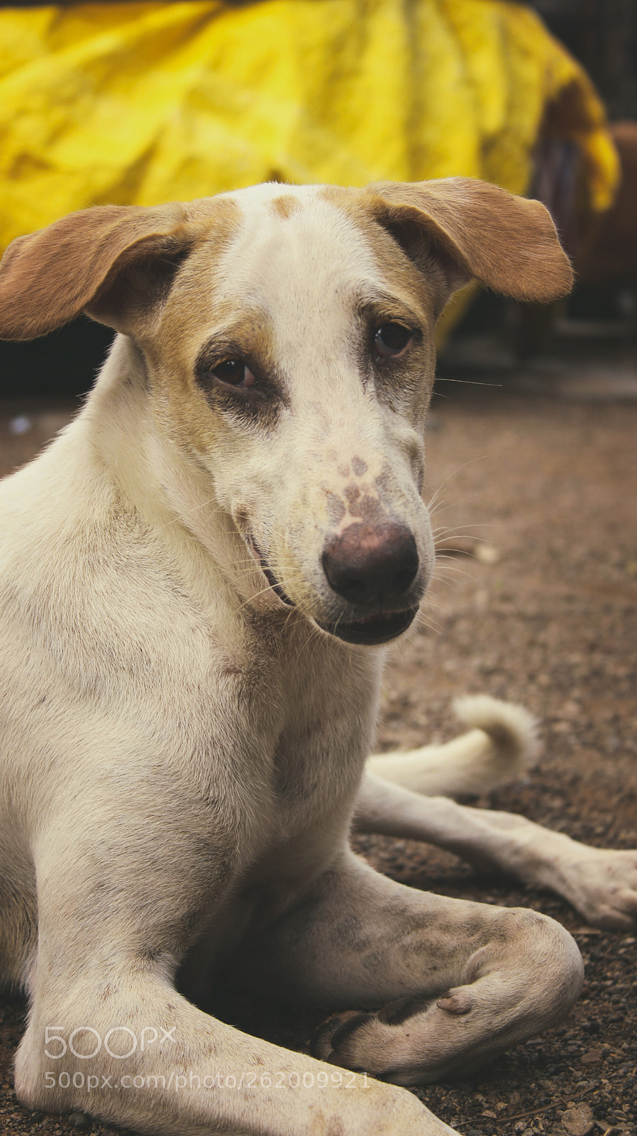 Canon EOS 700D (EOS Rebel T5i / EOS Kiss X7i) sample photo. Street dog in park photography