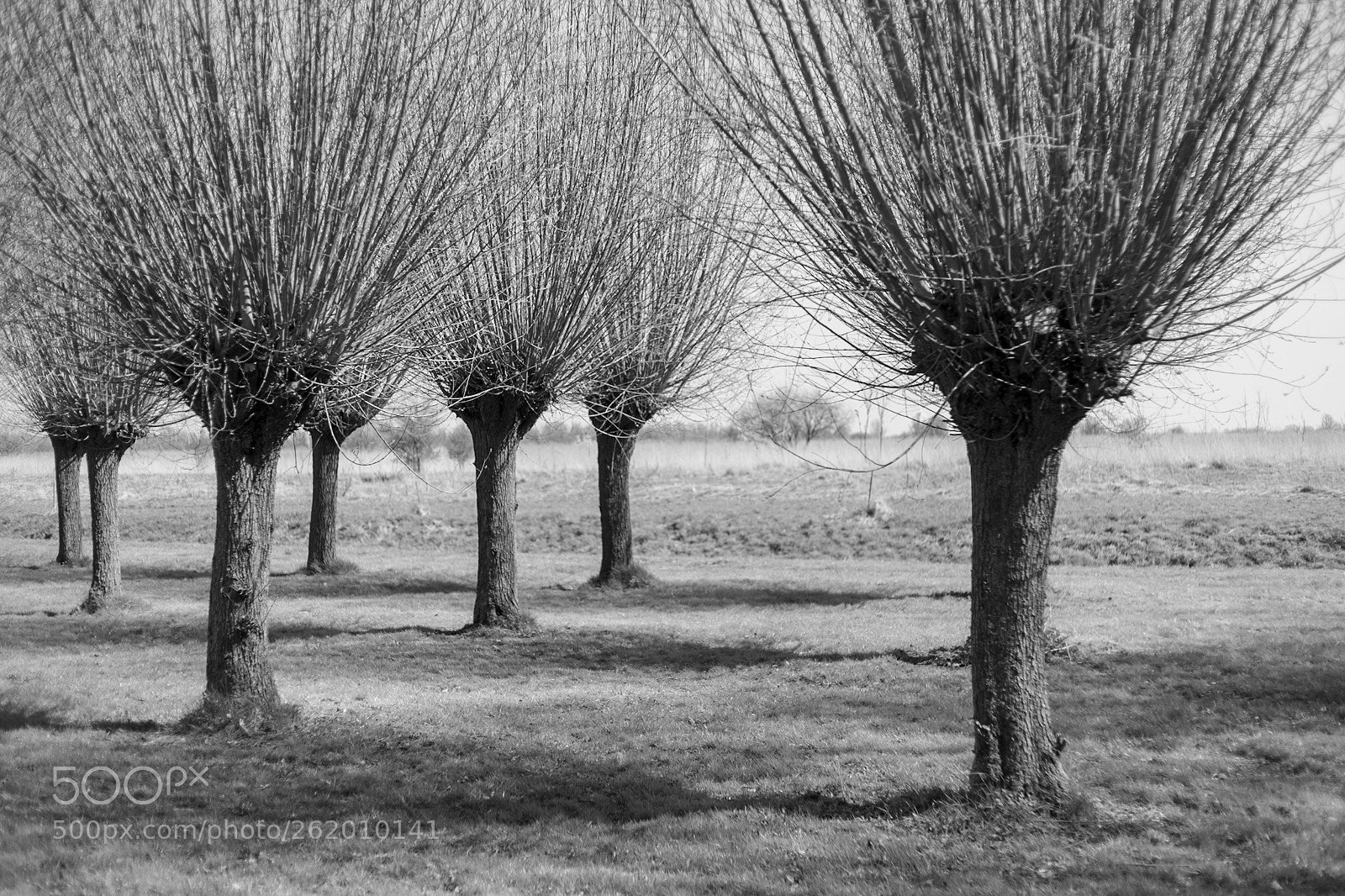 Canon EOS-1Ds Mark II sample photo. Willow trees photography