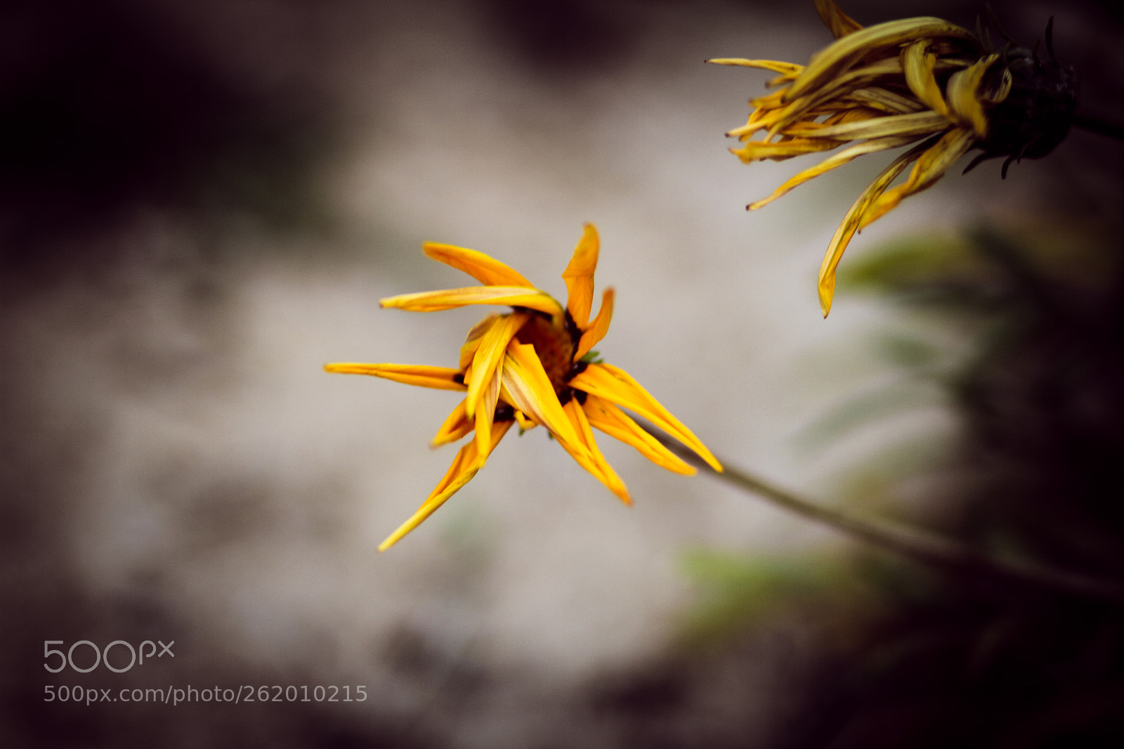 Canon EOS 7D sample photo. Wilting flower photography