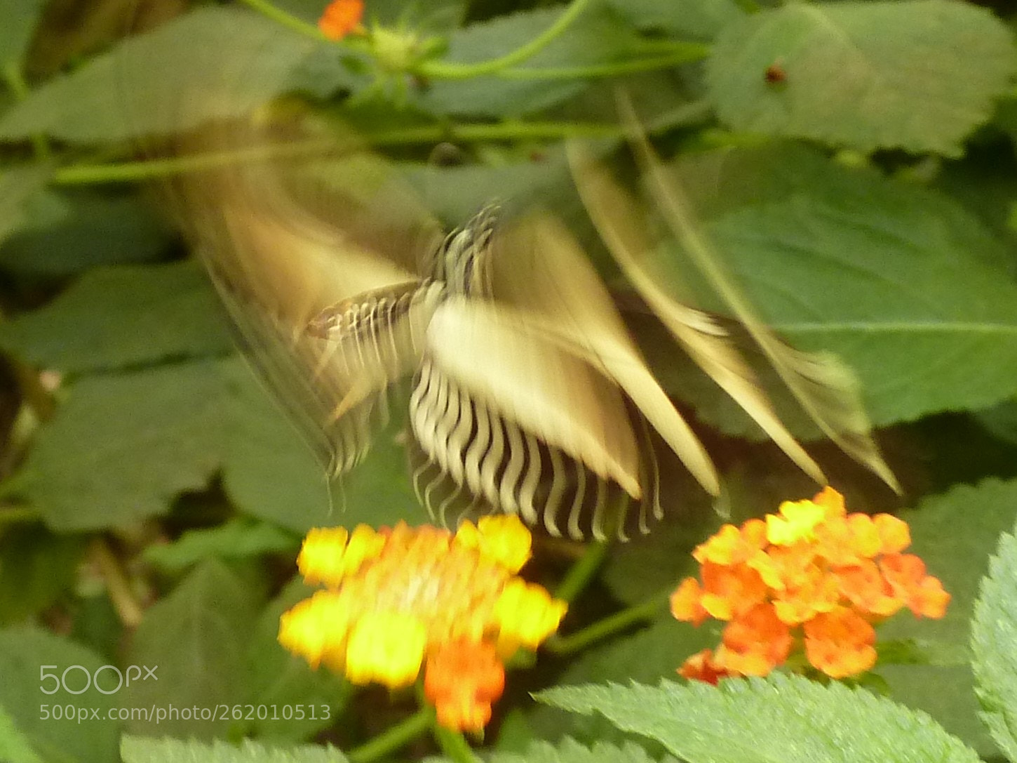 Panasonic Lumix DMC-ZS5 (Lumix DMC-TZ8) sample photo. Wilder schlag:)) photography
