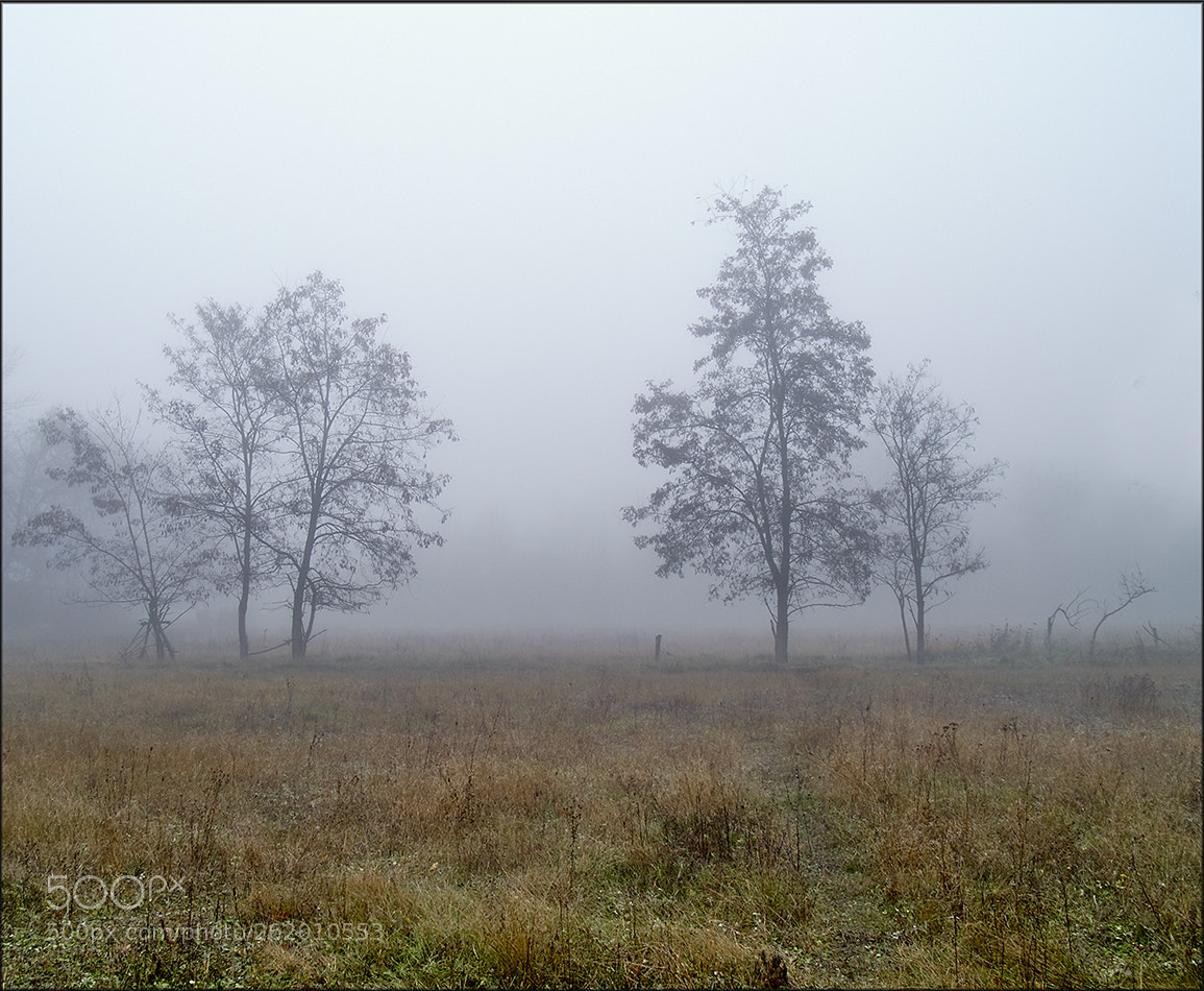 Olympus E-300 (EVOLT E-300) sample photo. Autumn fog photography