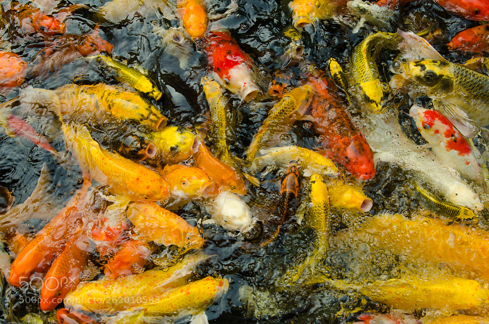 Nikon D7000 sample photo. Fashion fish photography