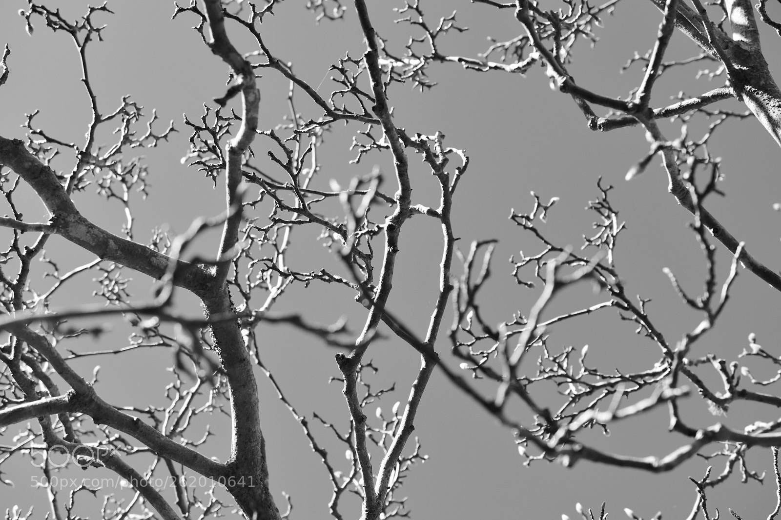 Nikon D3400 sample photo. Magnolia in waiting photography