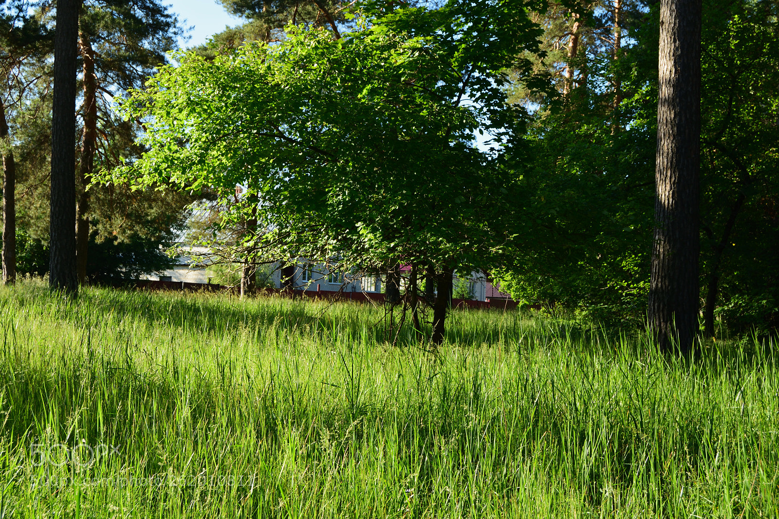 Nikon D3300 sample photo. Green forest photography