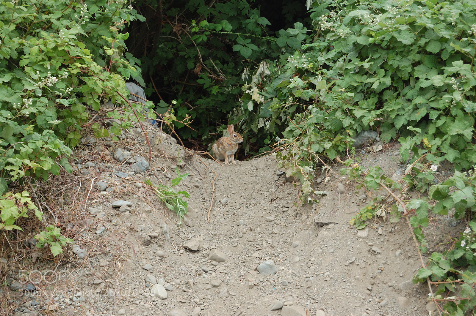 Nikon D40 sample photo. Wabbit! photography