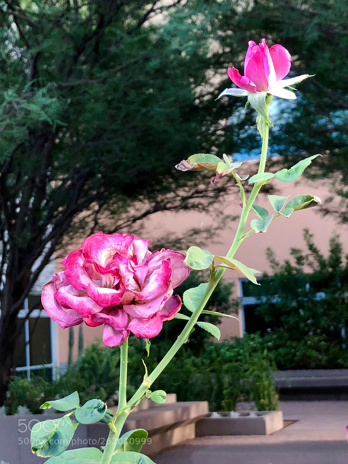 Apple iPhone 8 Plus sample photo. Mama rose, baby rose! photography