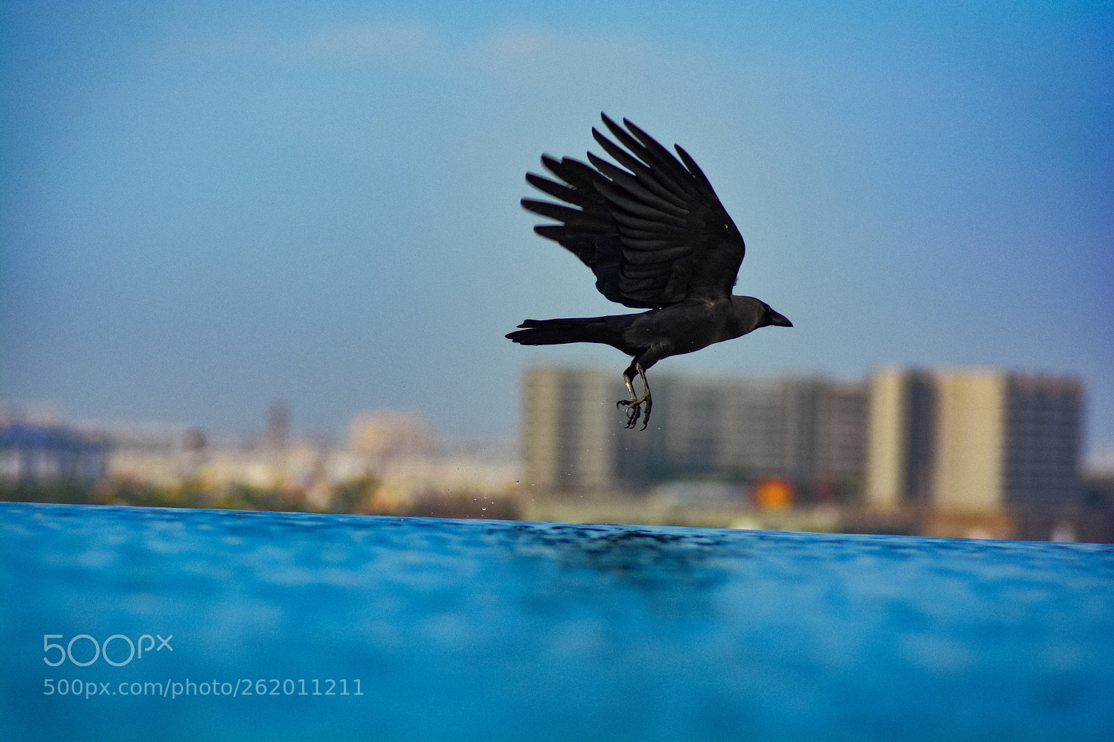 Nikon D5200 sample photo. Flight of the crow photography