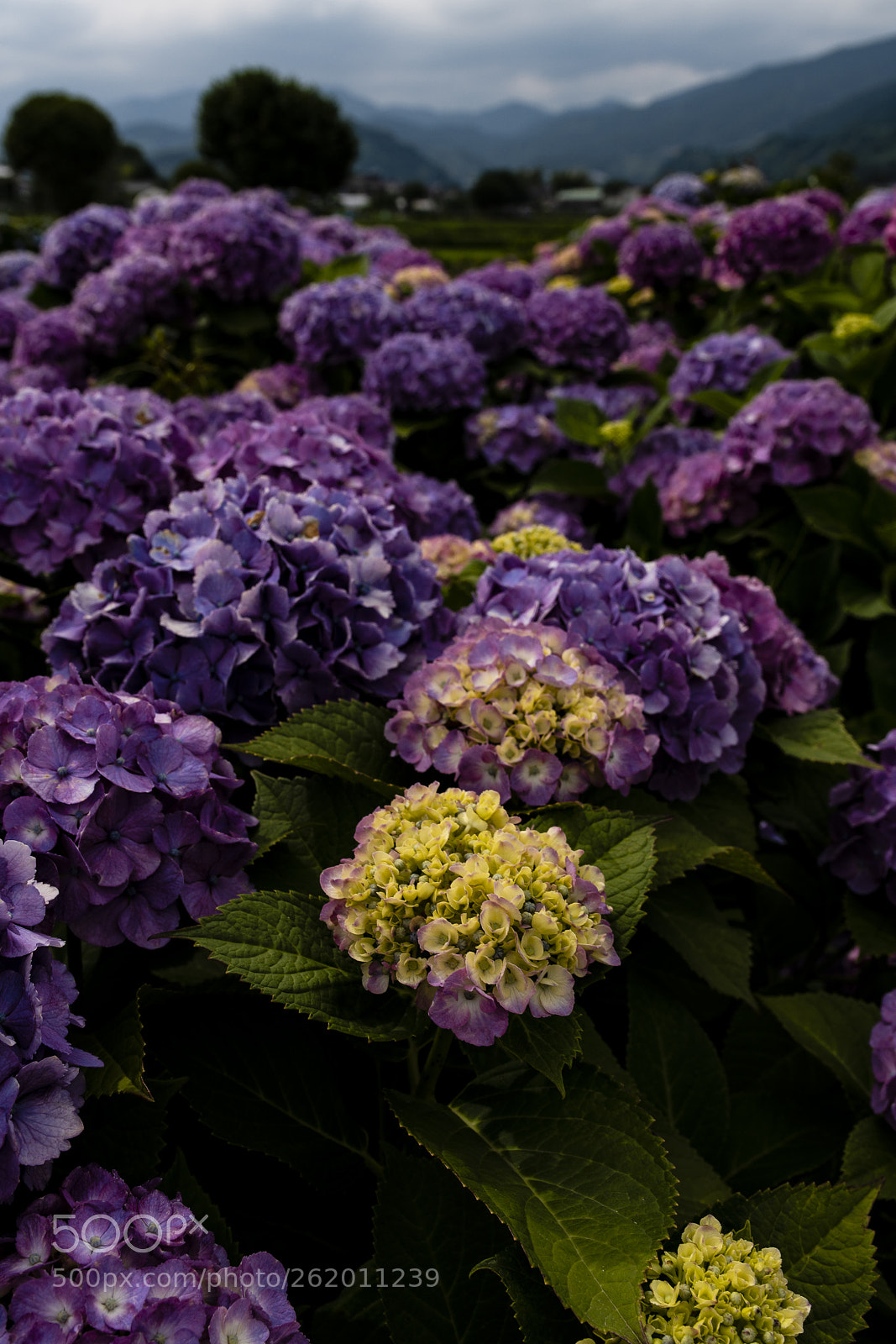 Sony a7R III sample photo. Satoyama (ajisai no sato 6) photography