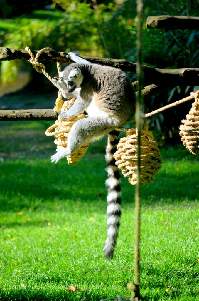 Nikon D5100 sample photo. Zoo de beauval 2 photography