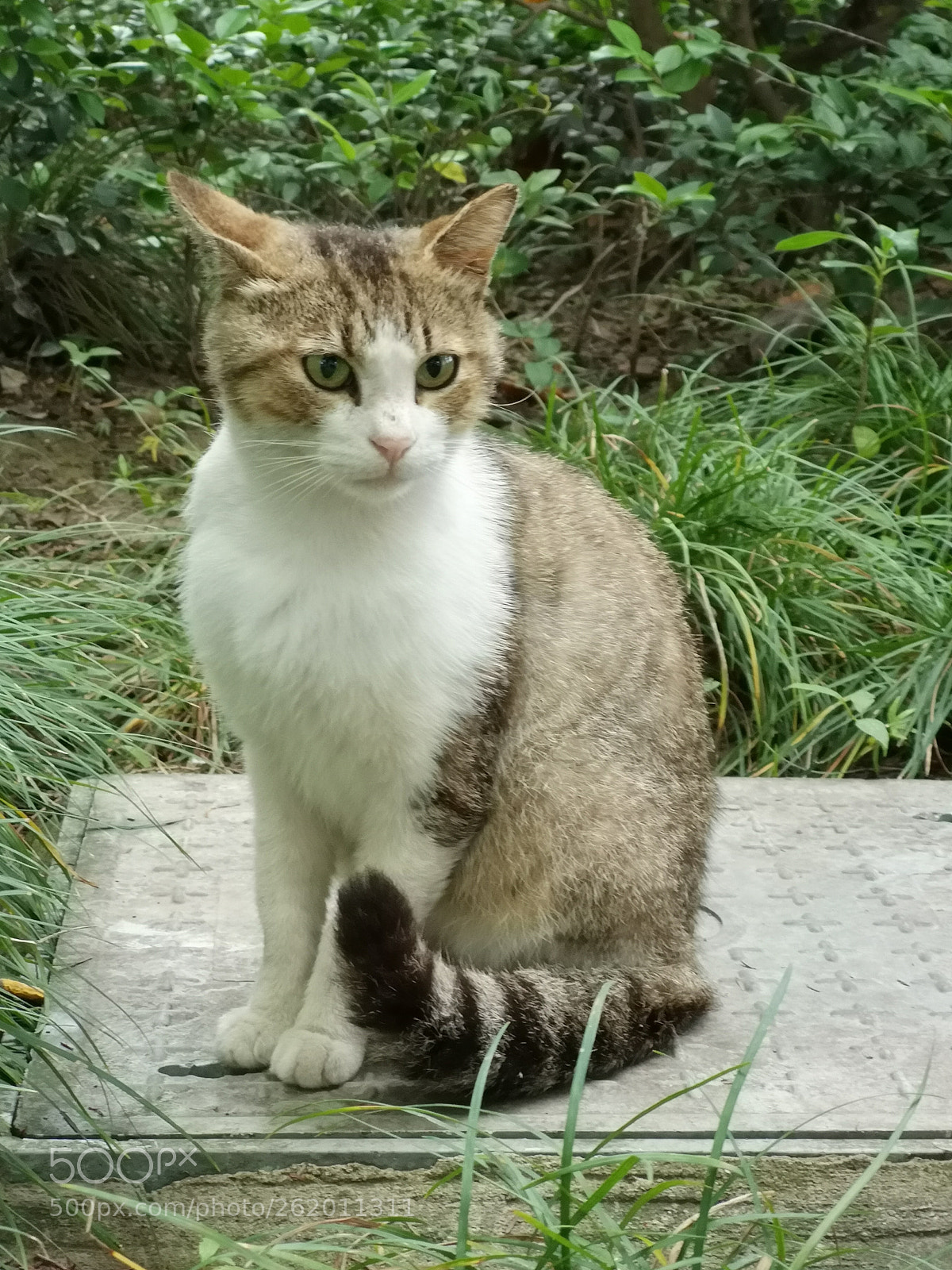 HUAWEI P20 Pro sample photo. The cat photography