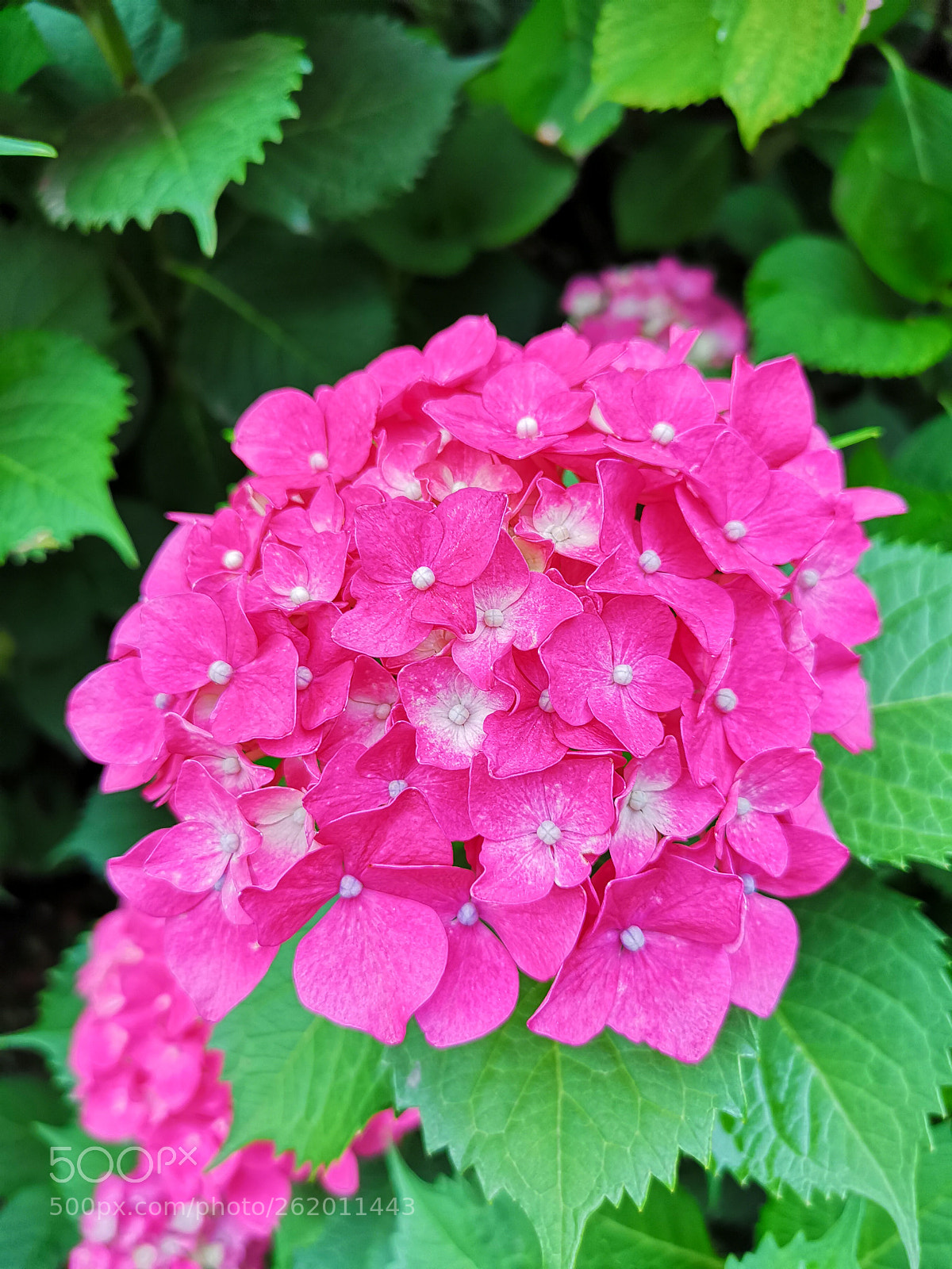 HUAWEI P20 Pro sample photo. Blooming flowers photography